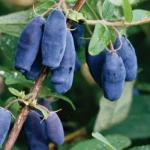 Саженец Жимолость Лазурная С5