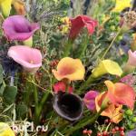 Саженцы Каллы смесь сортов (5 клубней)