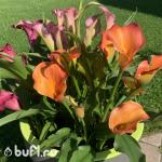 Саженцы Каллы смесь сортов (5 клубней)