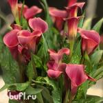 Саженцы Калла Красная (клубень)