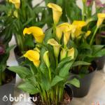 Саженцы Калла Желтая (клубень)