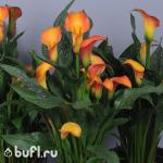 Саженцы Калла Оранжевая (клубень)