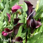 Саженцы Калла Черная (клубень)