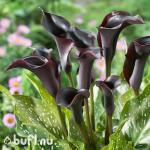 Саженцы Калла Черная (клубень)