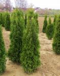 Туя западная