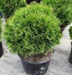 Туя западная