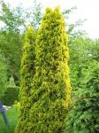 Туя западная