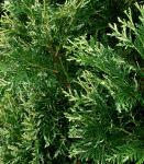 Туя западная