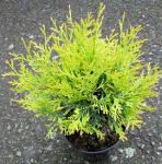 Туя западная