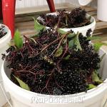 Бузина чёрная (плоды)