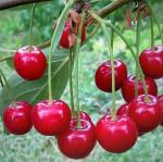 Вишня Десертная Волжская (1 летка)
