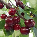 Вишня Шпанка (1 летка)