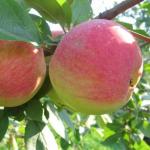 Яблоня Июльское черненко (1 летка)