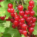 Смородина Голандская красная (1 летка)