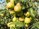 Груша Чижовская (1 летка). Осенний сорт