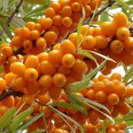 Облепиха Чуйская (женская) (2-ух летка)