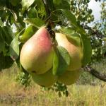 Груша Лесная красавица (2-х летка)