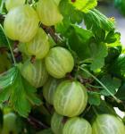 Крыжовник Зеленый дождь (2-ух летка)