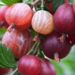 Крыжовник Русский розовый (2-ух летка)