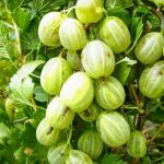 Крыжовник Уральский (2-ух летка)