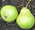 Груша Самарская поздняя (1 летка)