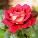 Кронненбург