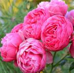 Помпонелла