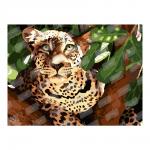 Кпн-007 Картина по номерам "Леопард"