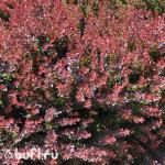 Саженец Барбарис тунберга Atropurpurea