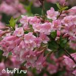 Саженец Вейгела Rosea