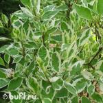 Саженец Дерен белый Argenteomarginata