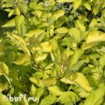 Саженец Дерен белый Aurea