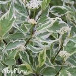 Саженец Дерен белый Elegantissima