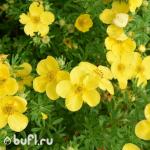 Саженец Лапчатка кустарниковая Elizabeth