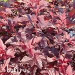 Саженец Пузыреплодник калинолистный Andre