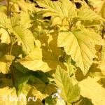 Саженец Пузыреплодник калинолистный Darts Gold