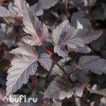 Саженец Пузыреплодник калинолистный Diabolo