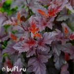 Саженец Пузыреплодник калинолистный Red Baron