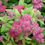 Саженец Спирея японская Froebelii