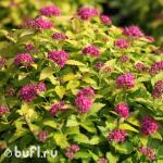 Саженец Спирея японская Golden Princess