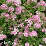 Саженец Спирея японская Little Princess