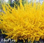 Саженец Форзиция промежуточная Spectabilis