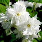 Саженец Чубушник Dame Blanche