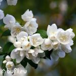 Саженец Чубушник венечный Virginal