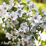 Саженец Чубушник лемуана Belle Etoile