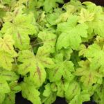 Саженец Гейхера Sunrise Falls