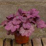 Саженец Гейхера Georgia Plum