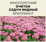 Очиток видный (седум) БРИЛЛИАНТ  (многолетний)