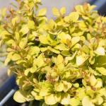 Саженец Барбарис тунберга Голдалита