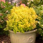 Саженец Барбарис тунберга Голдалита